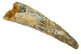 Fossil Pterosaur (Siroccopteryx) Tooth - Morocco #329001-1